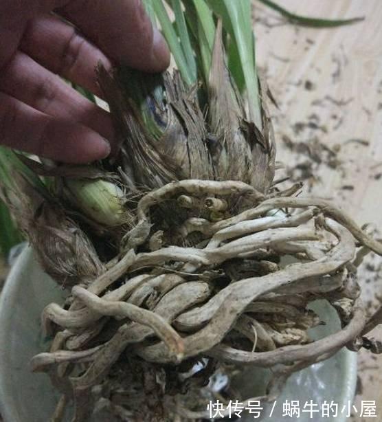 浇水不分早晚，浇一盆死一盆，别再做错了！