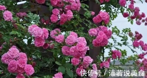 郁金香|7个绝美花园,个个美炸了天,等有钱了我也要建一个