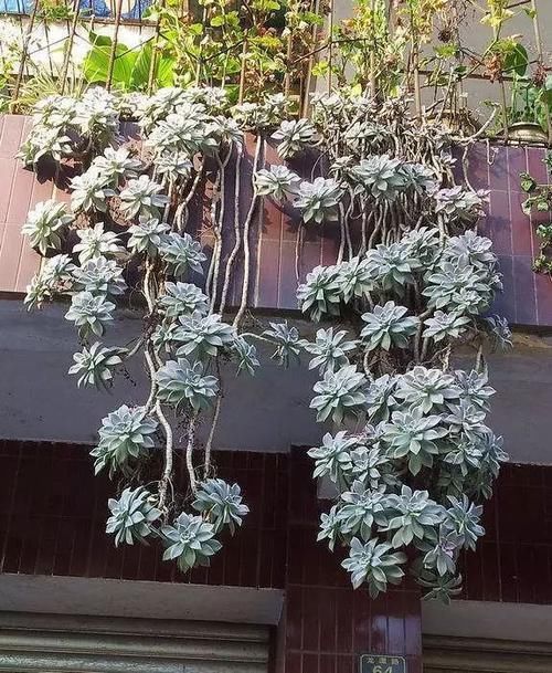 生根|养多肉,就养此“强悍”品种,掉片叶子就生根,房顶上也能长一片