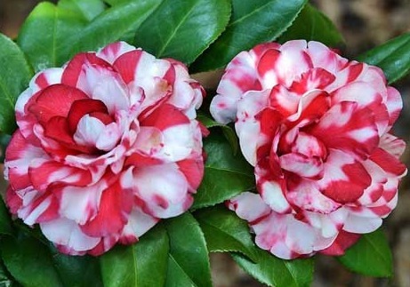 夏天不知道养什么花,这些花朵花大色艳,夏天好养活,花香还浓