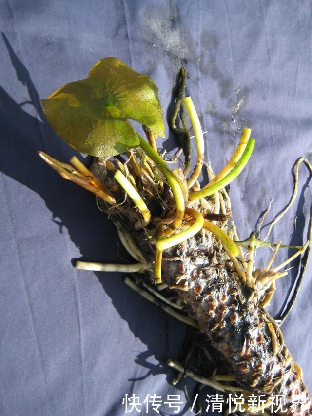 睡莲叶子老是烂,水里长虫,怎么促进开花?这些问题都统一回答了
