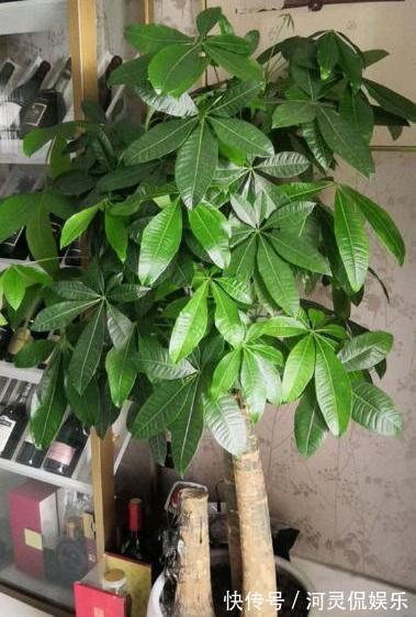 烂根|养发财树,根据“季节”巧浇水,根系不烂,叶片绿油油,猛长新叶
