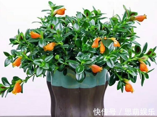 开花像是金鱼,不仅开花很多,新手也能轻松养好