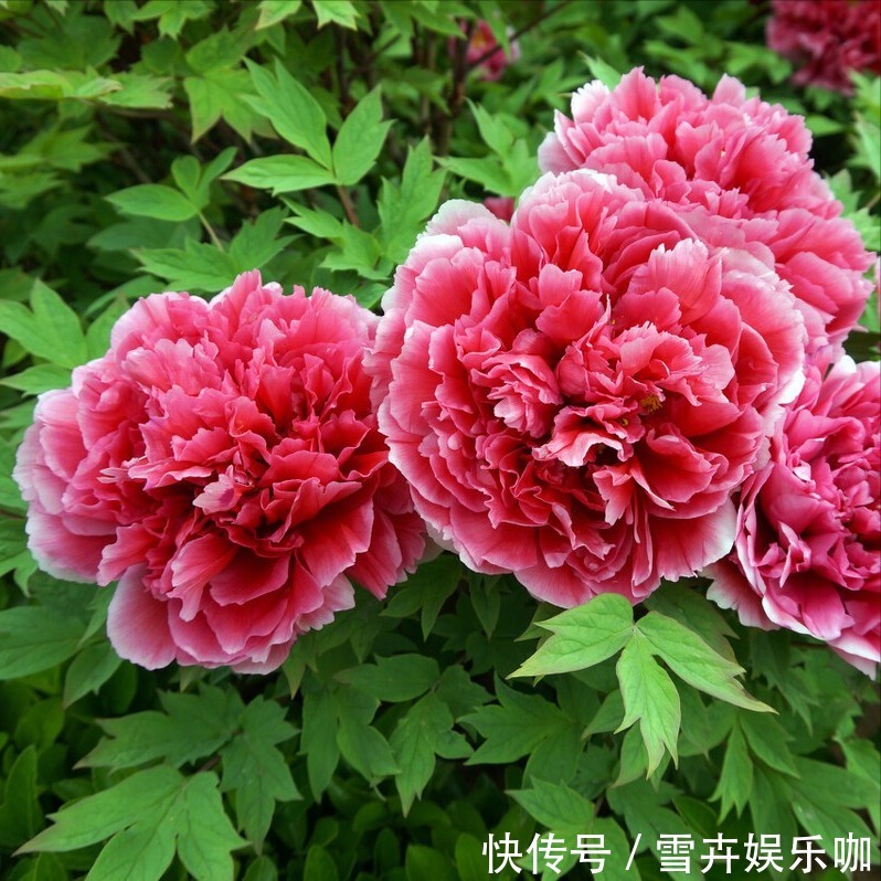 叶片|8种“漂亮花”,个个都是“招财树”,家里养一棵,不愁没钱花