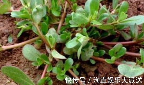 盆栽|阳台盆栽的“2种”植物,阳台种一些,够吃大半年!