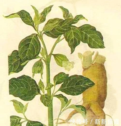 |这些生物的名字是来搞笑的吗?一听就想笑,你听过几个?