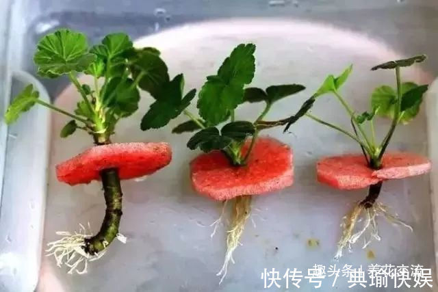 春末夏初特适合植物扦插繁殖，剪下来的枝条快速生根的方法