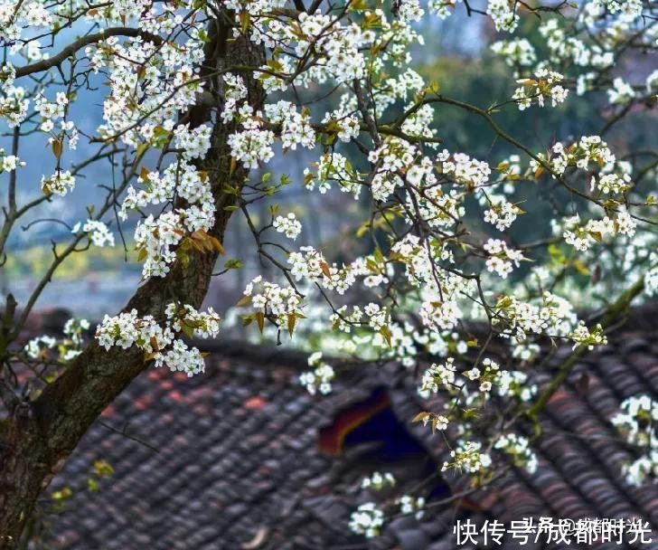 老年|离成都最近的梨花园盛开了 赏花休闲不错过