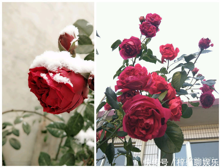 阳台|以下几款花草,四季有花开,花量多,阳台变花园,南方北方都能养