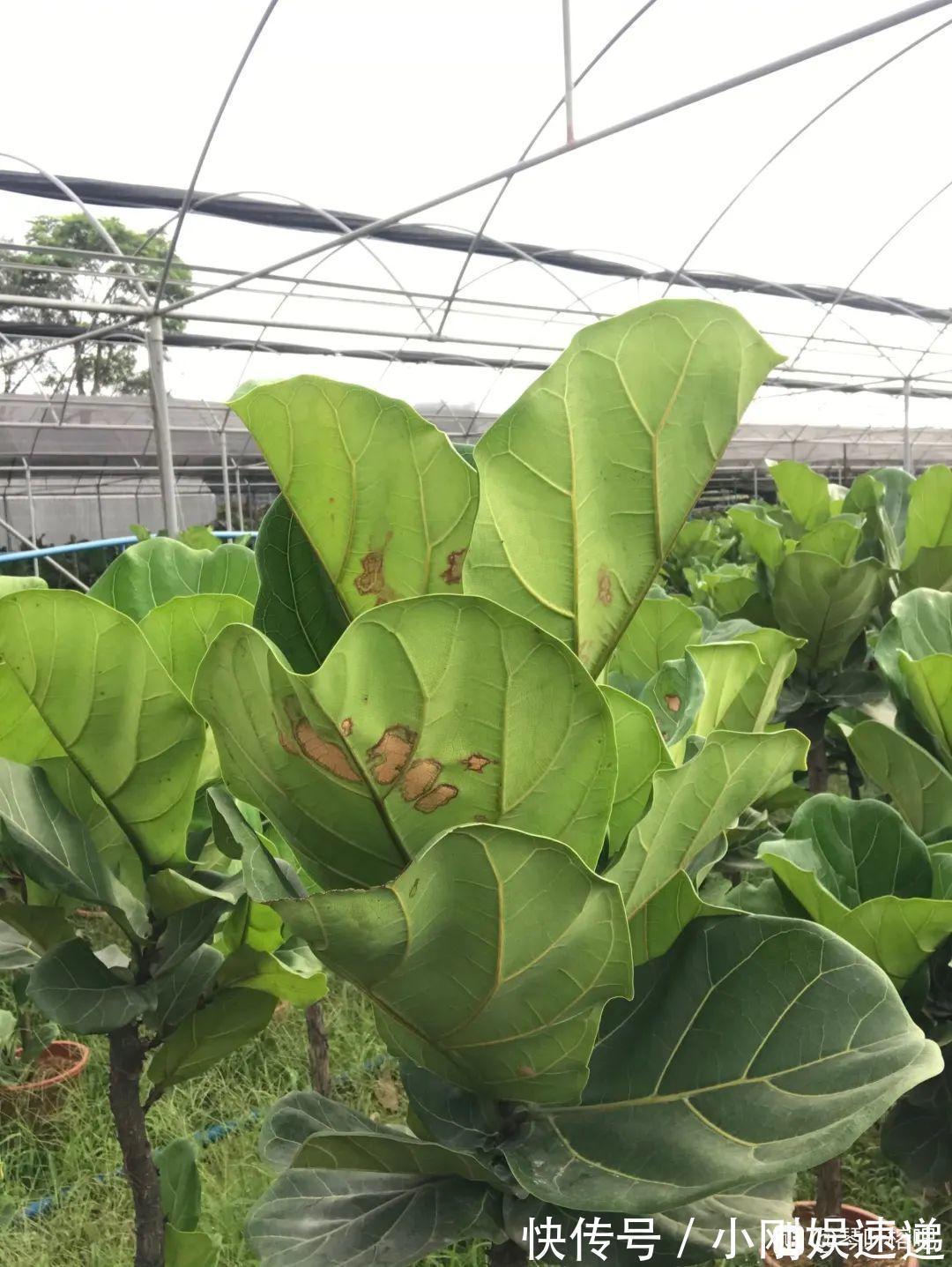 叶片|10种花特怕晒,越晒越黄叶,搬阴凉地儿才能活!