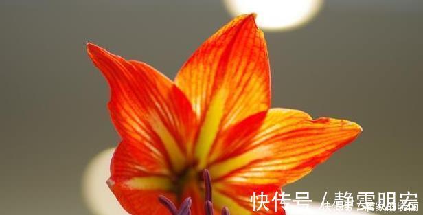 线艺|兰花市场的水很深,那怎么才能分辨出一株兰花的好坏?