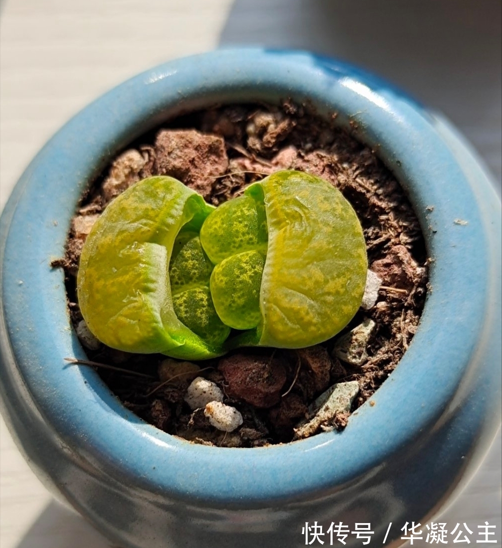 这“三多肉”是超生游击队,撸叶又冒一大片,小半年养成肉墩子