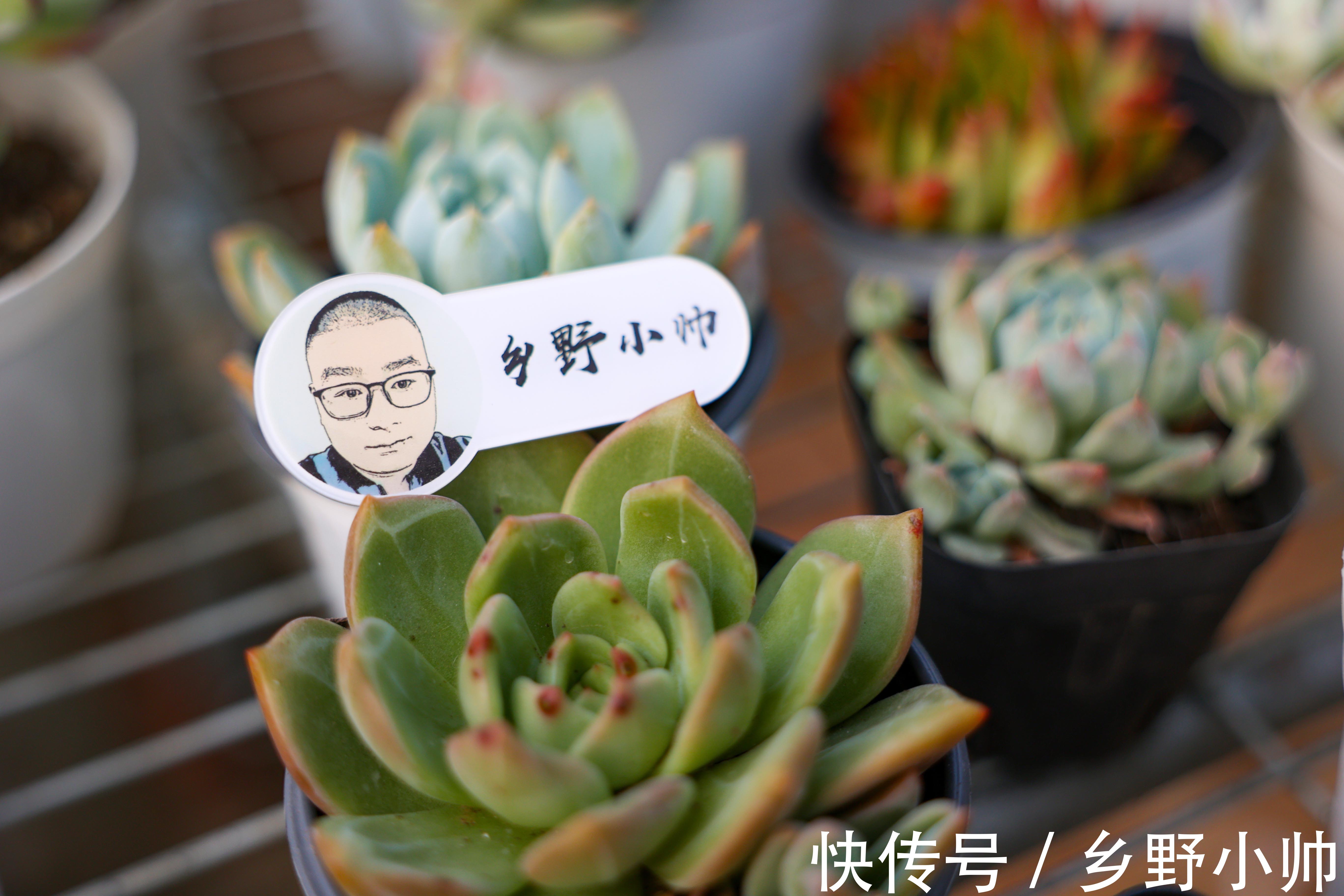 冰梅|适合懒人养的多肉品种，一长一大片，属于真正“野生”品种