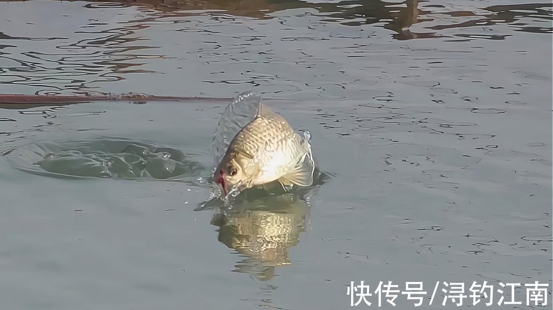 钓鱼|入秋后，要想钓获大板鲫，不搞清楚这4点，劝你莫往河边跑