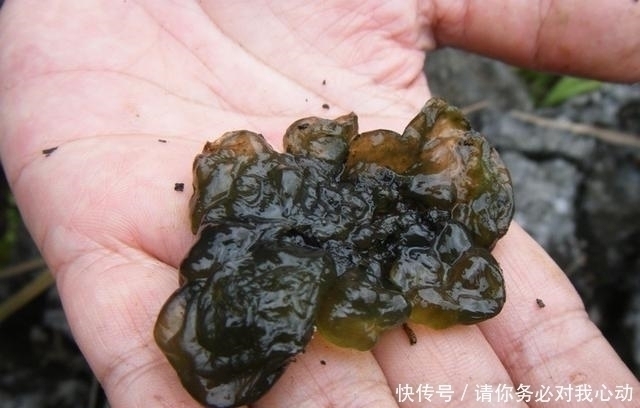 下雨|农村这东西看着非常恶心，下雨后出现是人们争相抢食的美味