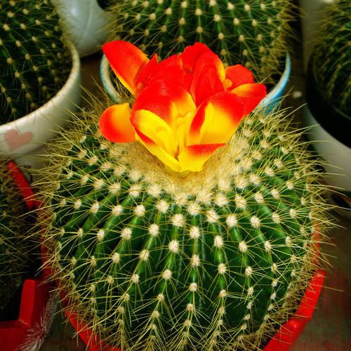 4种高颜值花，让人又爱又恨，再喜欢也别养在室内！