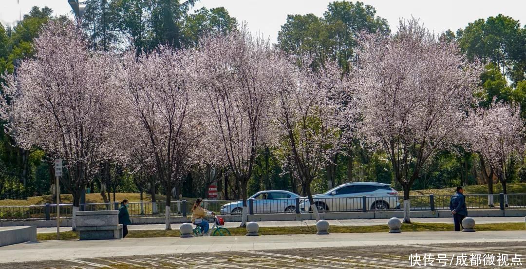 老年|双流这些“网红公路”火遍朋友圈！随手一拍就是大片