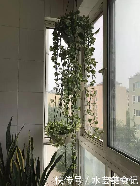 这6种花是“天然净化器”,家中养1盆,潜伏的甲醛也会吸干净!