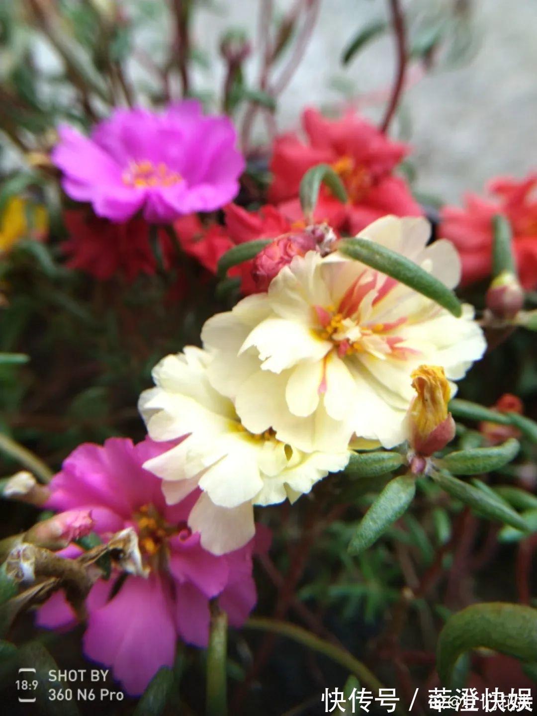 “折腾不死”的10种花,咋养都爆盆,懒人最适合!