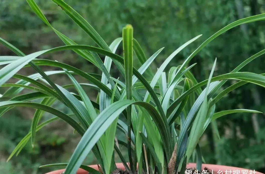 兰叶|这样养兰花,不用施肥不必喷药,兰苗肥壮花苞多