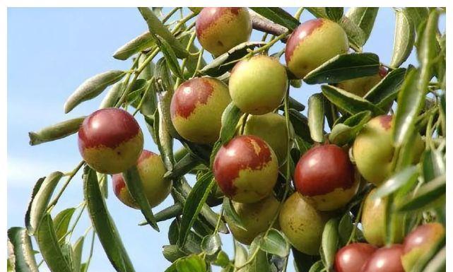 西瓜|3种水果被誉为“烂脾胃王”,孩子常吃?或许脾胃“破烂有洞”