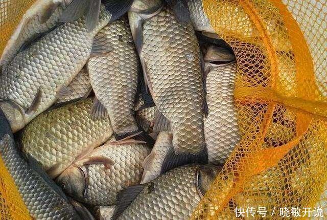 野钓不要盲目追求饵料味型与配方,渔获多少它起的作用真不重要