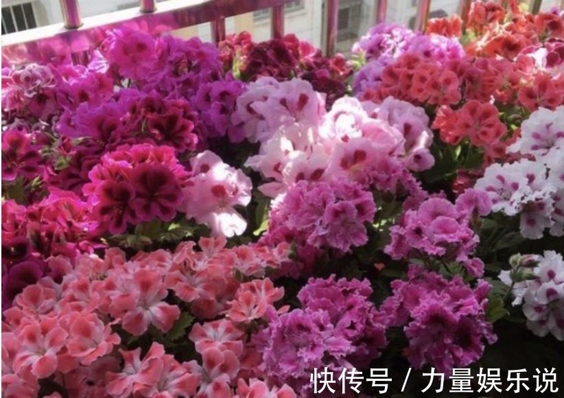 开花最香的4种花，家里养一盆，适应性强、花朵绚丽多彩