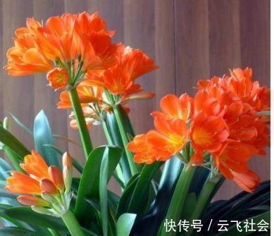 鹅掌柴|4种花适合养家里，好养漂亮，清新养眼，越来越多人在养