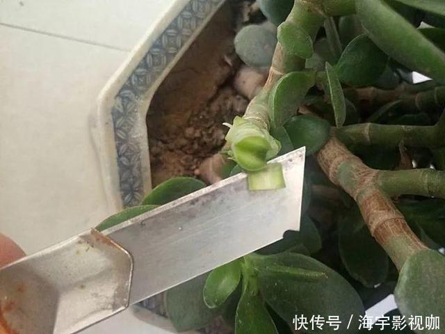 长寿|养花10年,他的长寿花1棵开3种颜色,方法3分钟就学会