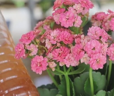 长势|长寿花长势差用2种浇花水,1个月见效果,坚持使用花爆盆