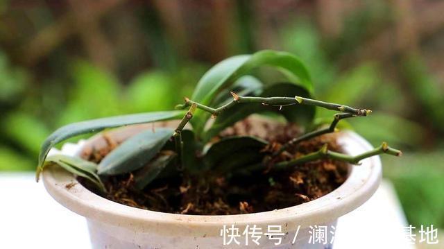 养花|3种花再喜欢,也别轻易买,虽然很漂亮,但能“养活”的人不多