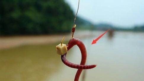 用蚯蚓钓不上鱼那是方法没用对，只4招，就让你渔获翻倍