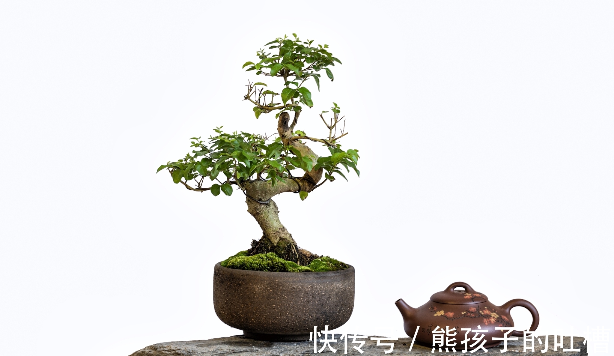 DIY树桩盆景的制作流程和养护事项