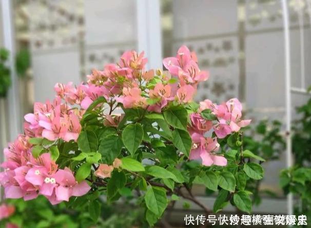 45种三角梅品种,红、橙、黄、绿、白、紫,每一种都很好看!