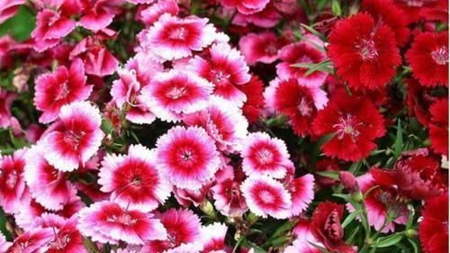 养护|四种花适合放在客厅,长势好、花色艳,雍容华贵,养护简单!