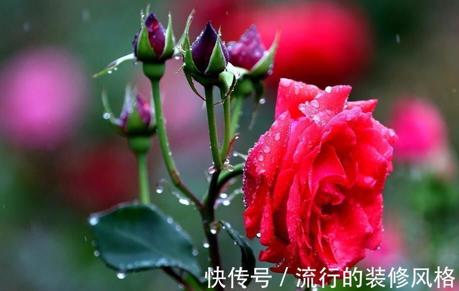 老人说家里养3种植物,就能事事顺利,养后觉得有道理