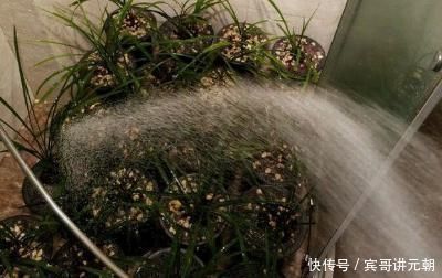 层叠群花|给兰浇水,做好这“三配合”,不烂根不空根,开出层叠群花