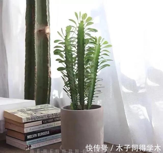 客厅养花就选这六种,寿命长、寓意好,省心又好养,你家养了几种