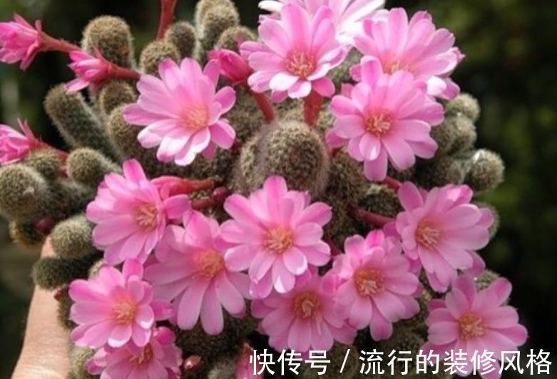 花卉|新手第一次养花,推荐4种花,种盆里不打理照样开满花