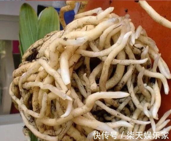 4种花爱“吃土”，1年不换盆，盆里全是根不见土，换盆才能长好