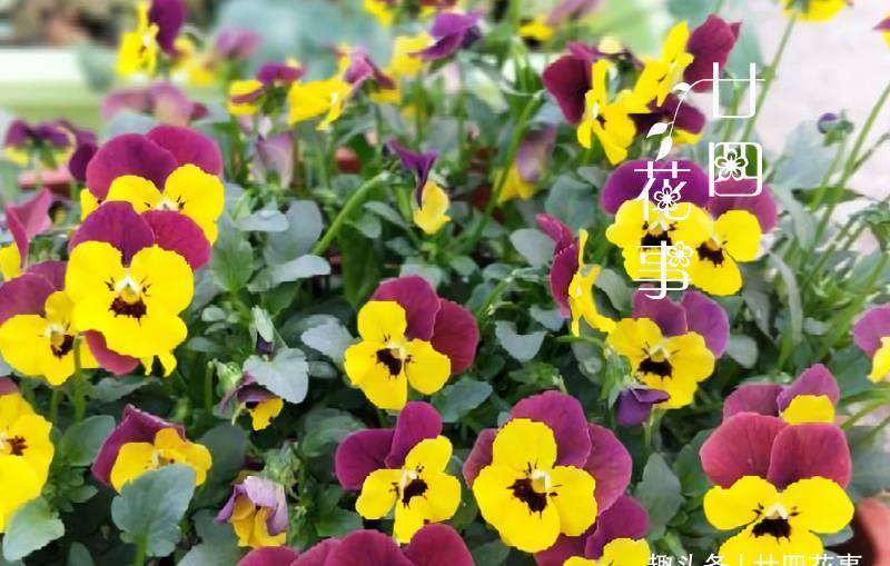 6种花,适合女生阳台党,花期长花量大,阳台轻松变“花海”