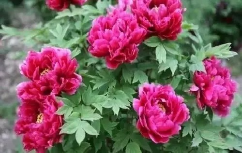 瑞香花|全国56市市花,太美了