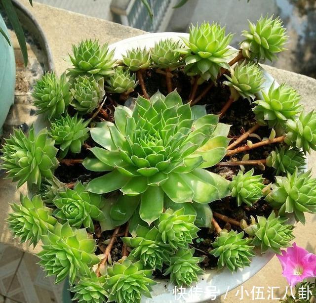 观音莲|适合新手养的“6种多肉”,耐热又不怕冷,养成老桩,又美又霸气