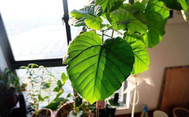 这5种“客厅小森林”的绿植,好看又有森林感,家里满满in风