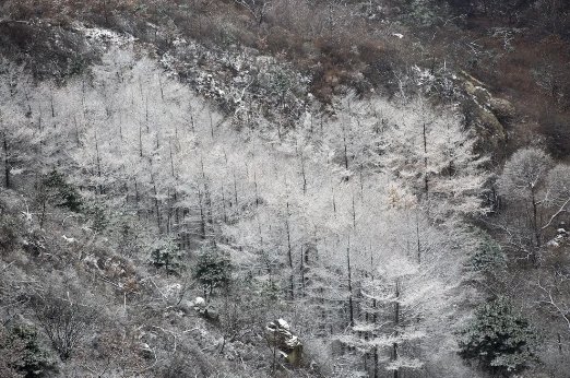  大雪|【鸢都壁纸】今日，大雪！