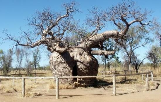 沙漠|世界上有种“生命之树”,沙漠中能储2吨水,种到我国却变了