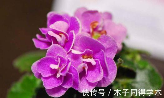 花朵|8月5日-8月20日，庭院选这几款花，非常容易爆盆，花朵粉嫩丰腴