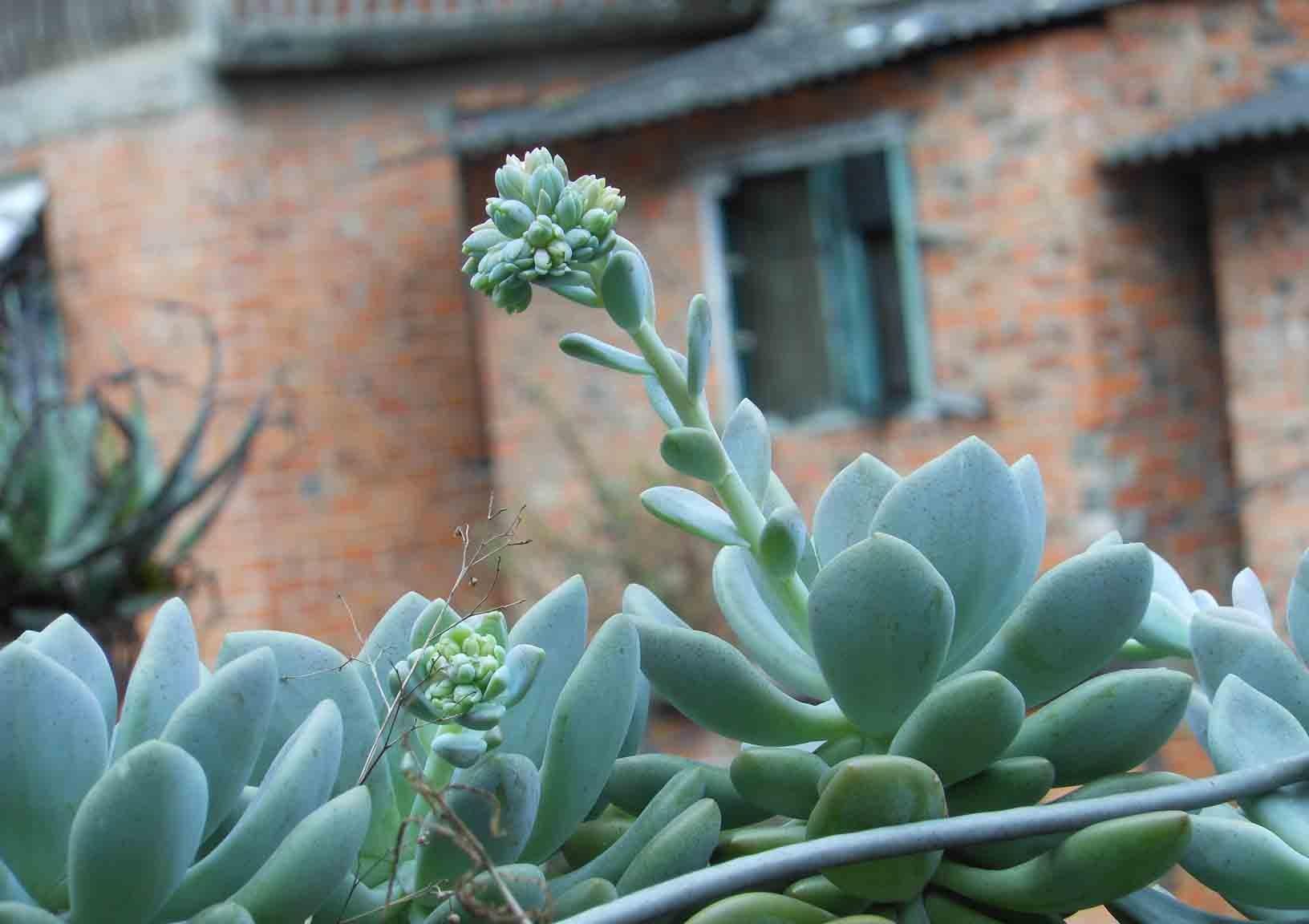 矿石|养花，这种矿石，浇多水了，也能吸的干干净净，不会引起积水烂根