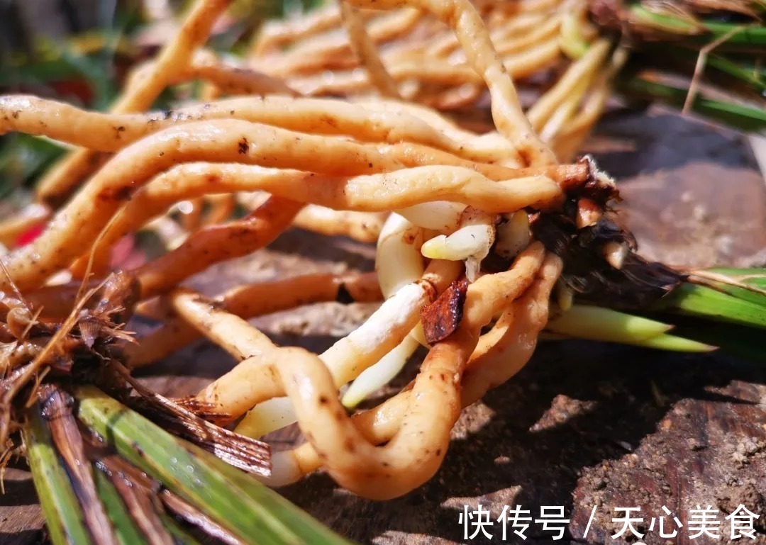 植料|春兰、蕙兰这样种植,4年不翻盆,也从没发现烂根