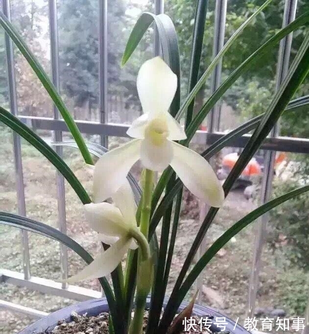 冬季的“爆品”兰花,单朵花比脸大,仙气十足,再不养就消失了